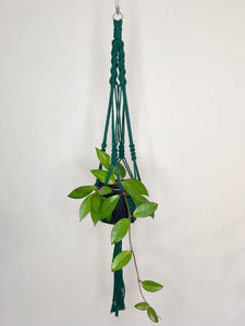 'Fully Twisted' Macrame Plant Hanger
