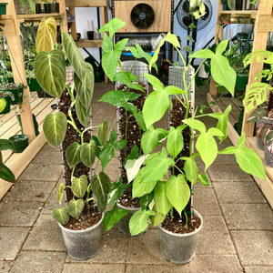 Grow Vertical Plant Support