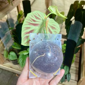 Clear Propagation Rooting Ball