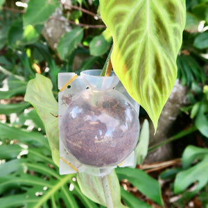 Clear Propagation Rooting Balls
