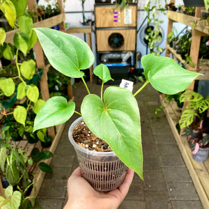 Clear Net Pot