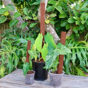 Tree Fern Fibre Totem Poles