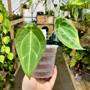 Clear Net Pot