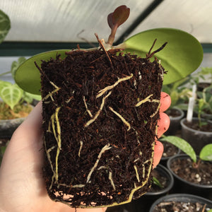 Tree Fern Fibre 5L
