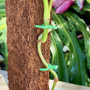 Plant Soil Pins 5cm