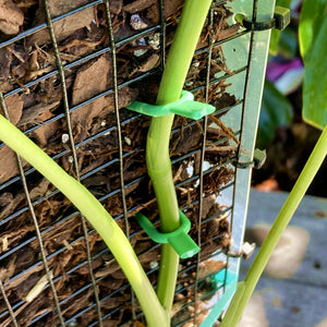 Plant Soil Pins 5cm